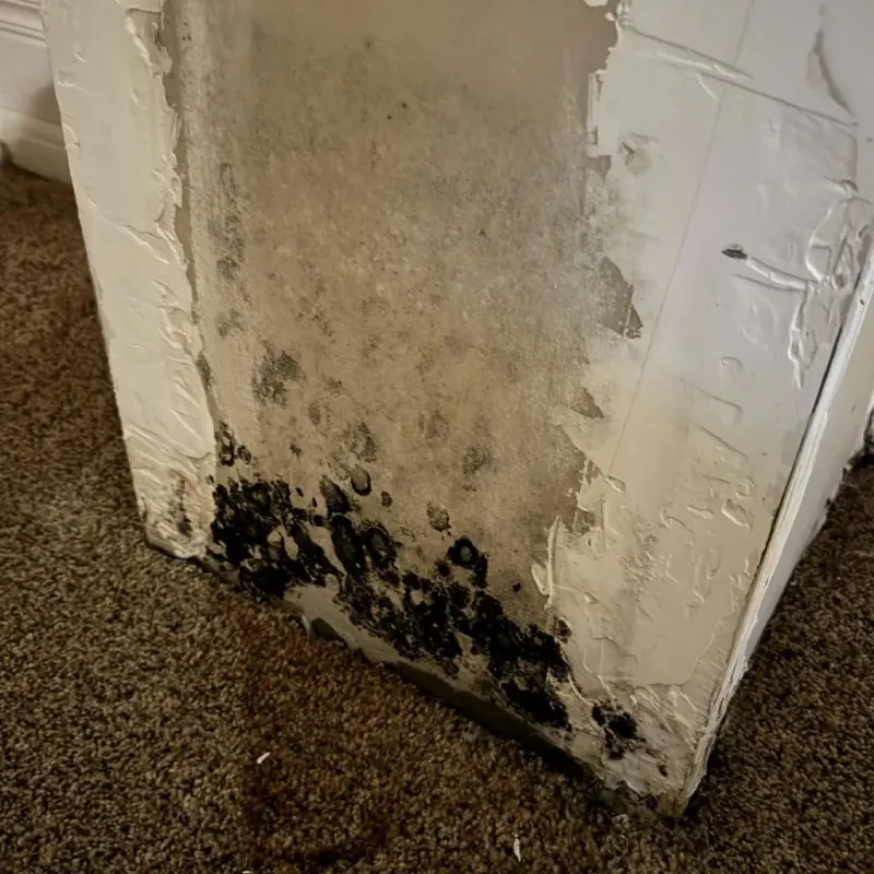 Professional Mold Removal in Monmouth, OR